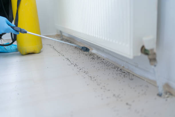 Best Pest Control Near Me  in Brush Prairie, WA